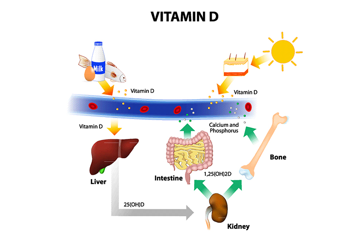 physiology of calcium and vitamin D